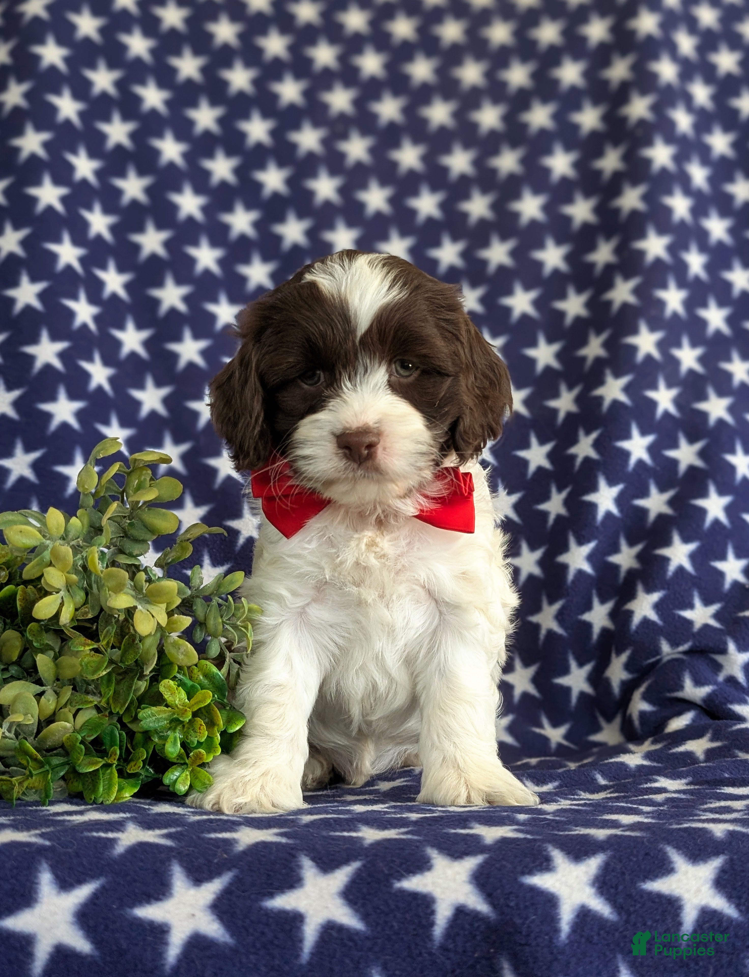 Cockapoo dogs Kent  - Ad 1