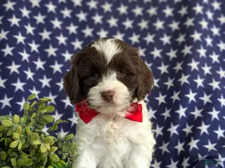 Cockapoo dogs for sale: Kent - Ad 3