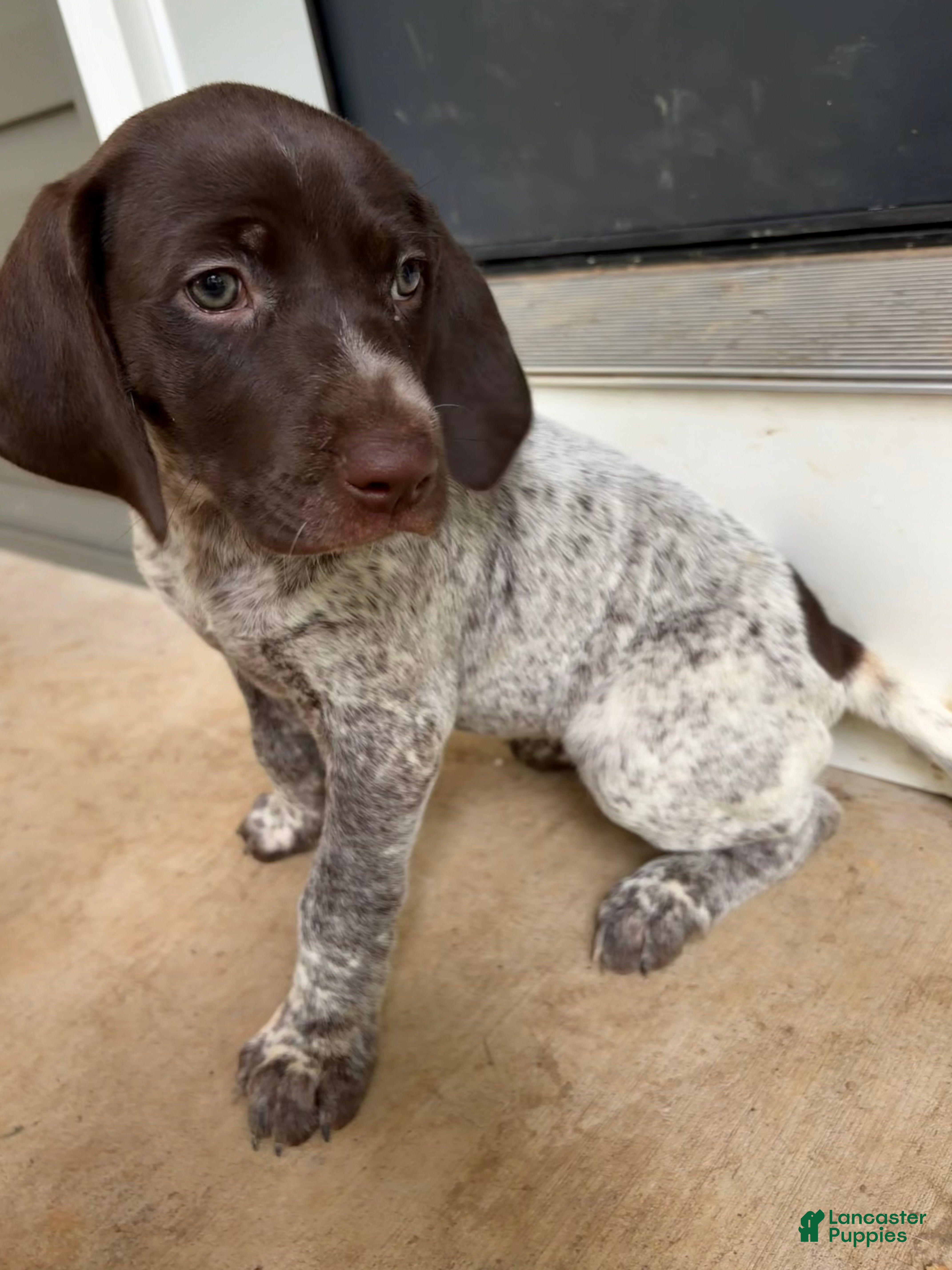 German Shorthaired Pointer dogs Daisy - Ad 2