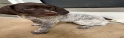 German Shorthaired Pointer dogs for sale: Daisy - Ad 2