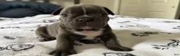French Bulldog dogs for sale: Big Blue - Ad 3
