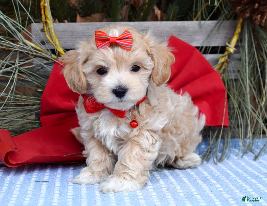Maltipoo dogs for sale: Missy - Ad 3