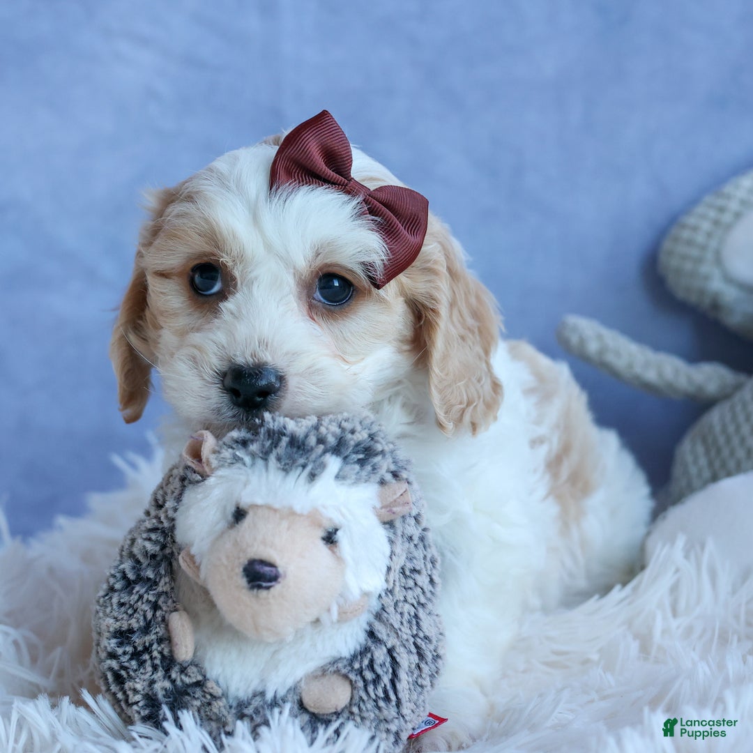 Cavachon dogs for sale: LONNIE - Ad 6