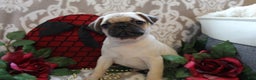 Pug dogs for sale: Calvin - Ad 5