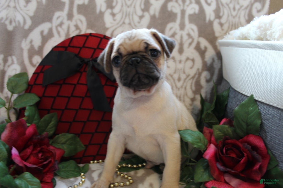 Pug dogs for sale: Calvin - Ad 5