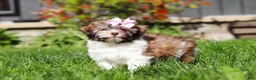 Havanese dogs for sale: Honey - Ad 4