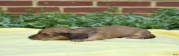 Miniature Dachshund dogs for sale: Forest - Ad 6