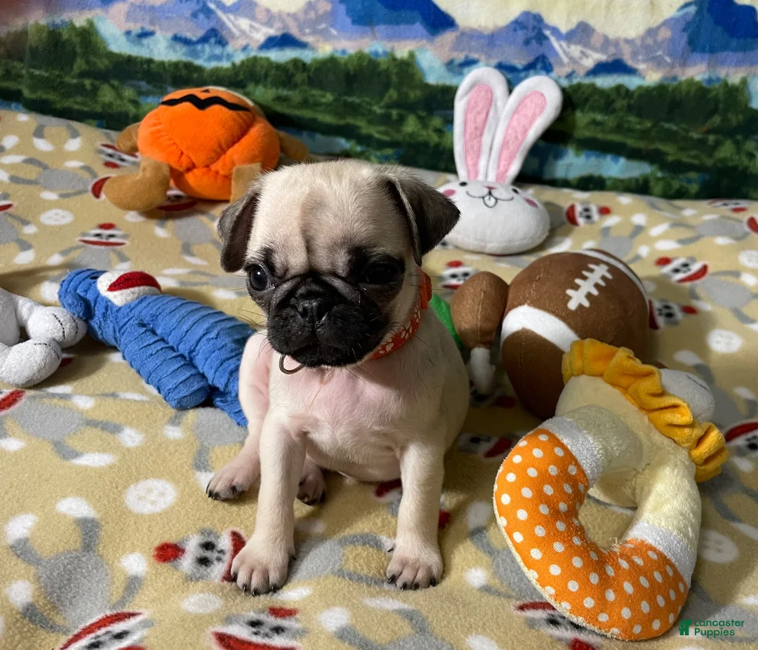 Pug dogs for sale: Tiny Ivy - Ad 2