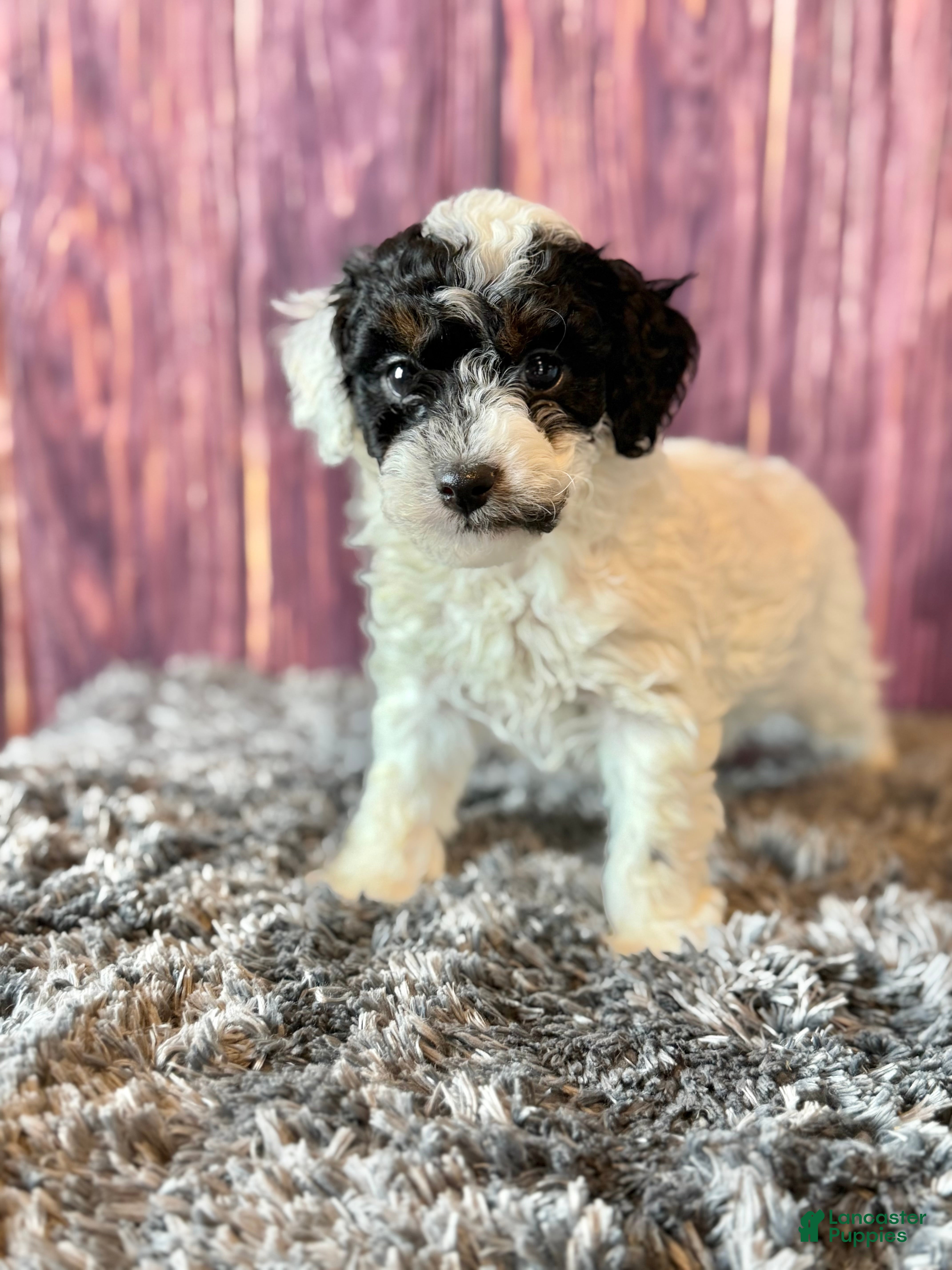 Miniature Poodle dogs Mr . Mustache  - Ad 1