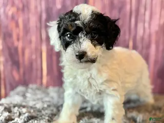 Miniature Poodle dogs for sale: Mr . Mustache - Ad 4