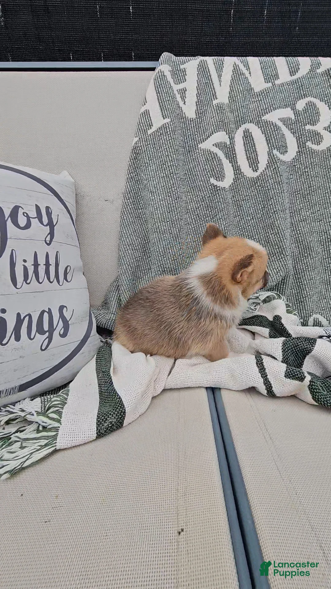 Mixed Breed dogs for sale: Reggie - Ad 2