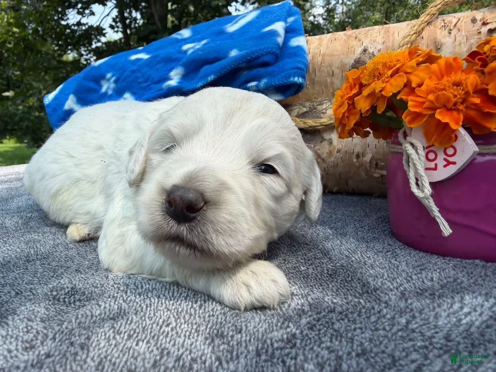 Mixed Breed dogs Moose (Boy) - Ad 2