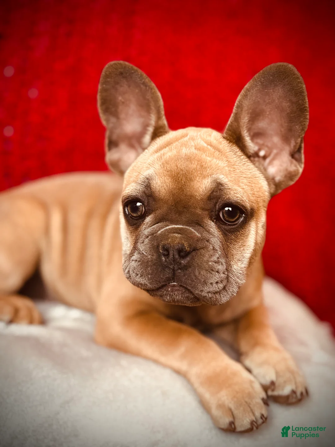 French Bulldog dogs for sale: Rosalita - Ad 10