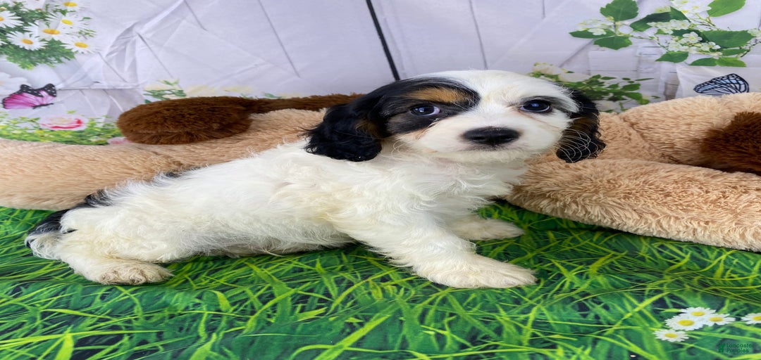 Gallery Image {{count}}