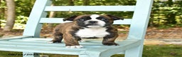 Mixed Breed dogs for sale: Rayne - Ad 3
