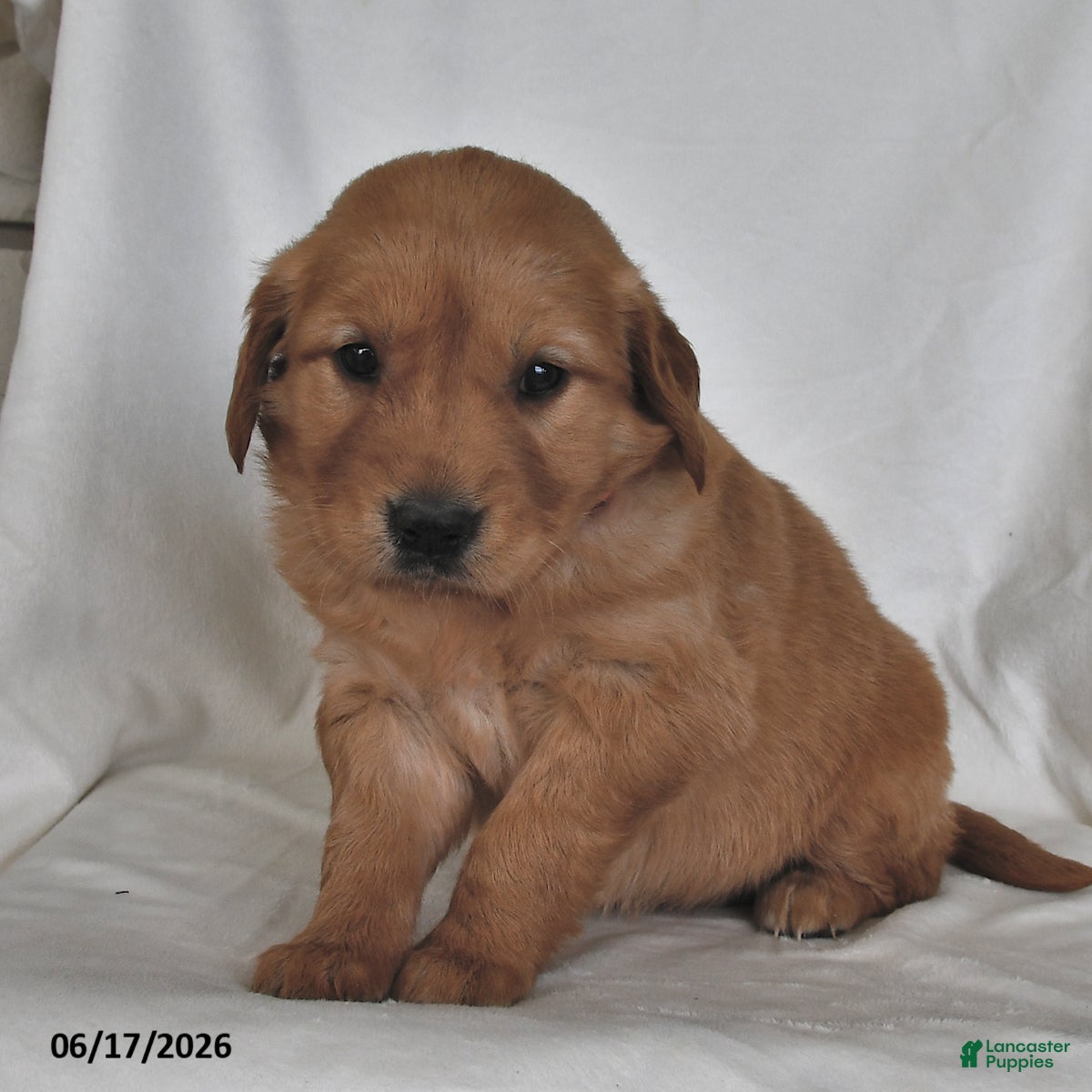 Golden Retriever dogs for sale: Luna   - Ad 1