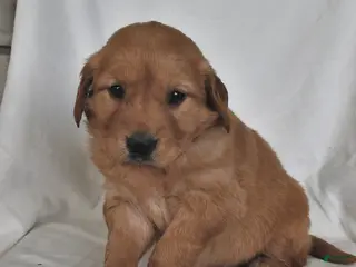 Golden Retriever dogs for sale: Luna - Ad 1