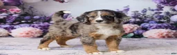 Bernedoodle dogs for sale: Leo - Ad 4