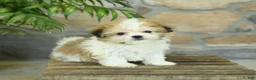 Teddy Bear dogs for sale: Tonya - Ad 3