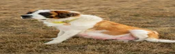 Saint Bernard dogs for sale: Akc Blue - Ad 4