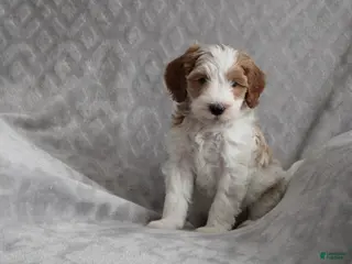 Cavapoo dogs Davie - Ad 15