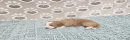 Mini Bernedoodle dogs for sale: F1b Stella - Ad 2