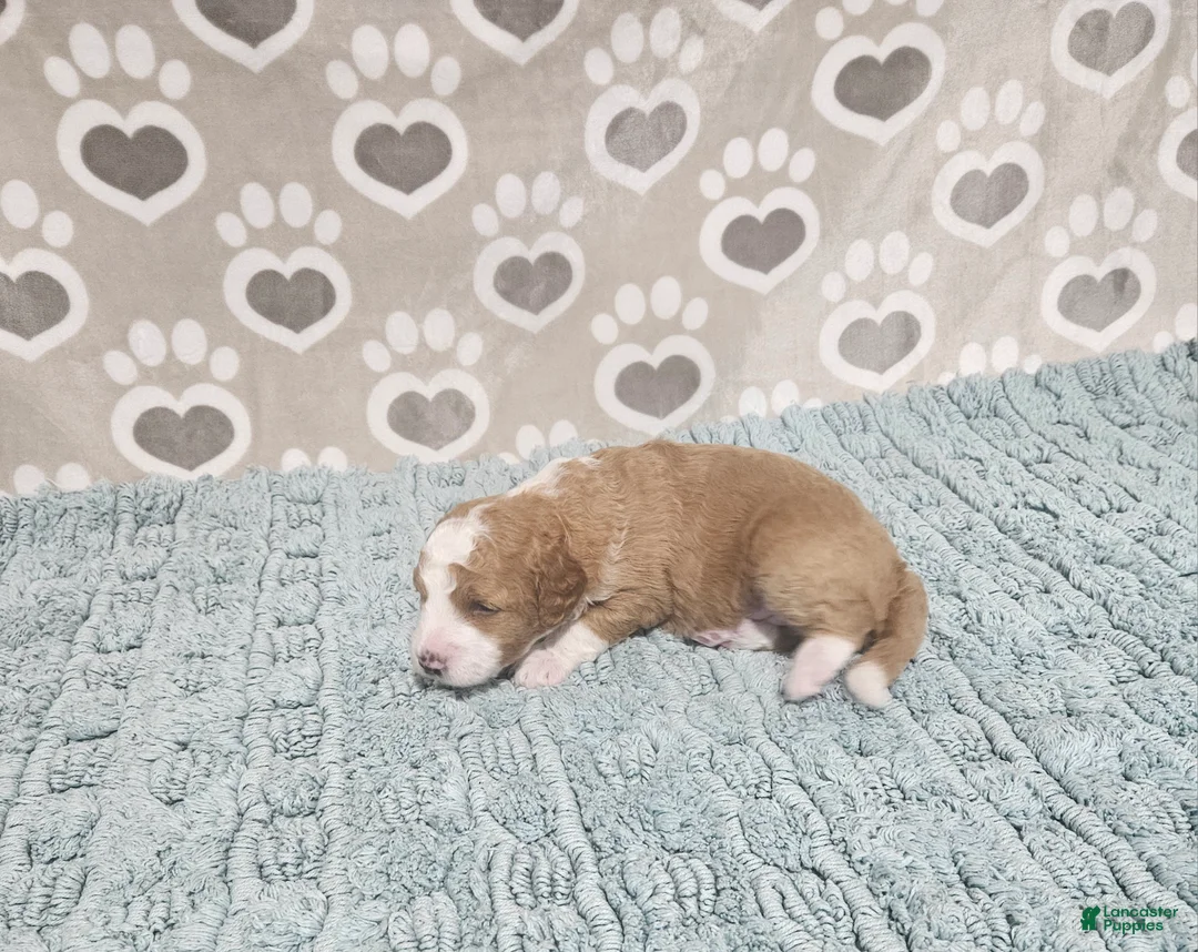 Mini Bernedoodle dogs for sale: F1b Stella - Ad 2