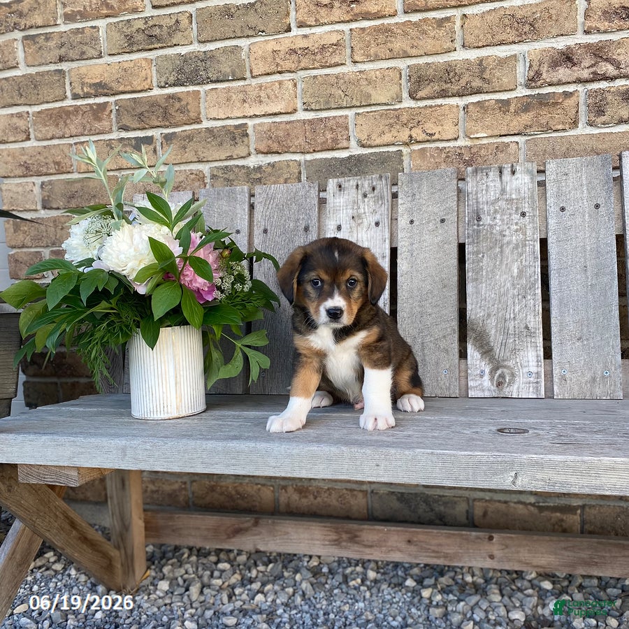 Mixed Breed dogs for sale: Teddy - Ad 4
