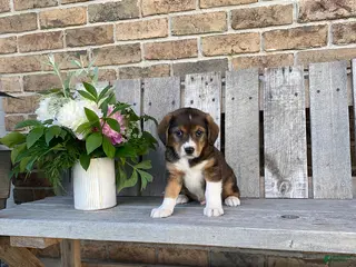Mixed Breed dogs for sale: Teddy - Ad 4