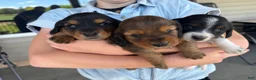 Miniature Dachshund dogs for sale: Paisley  - Ad 4