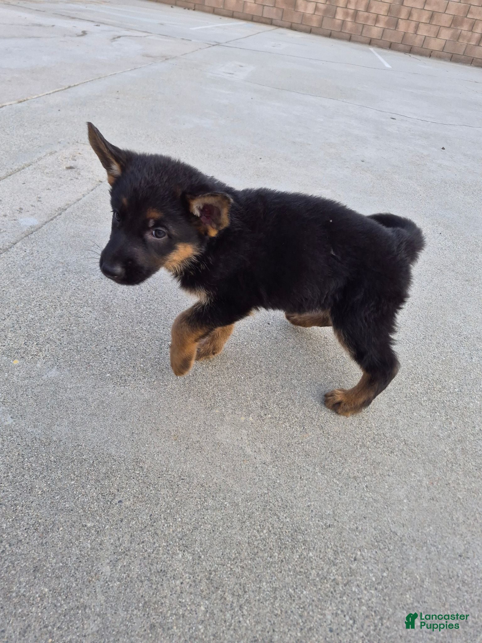German Shepherd dogs Panthera - Ad 30