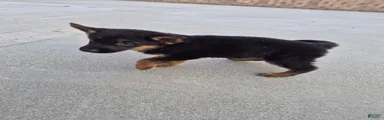 Panthera