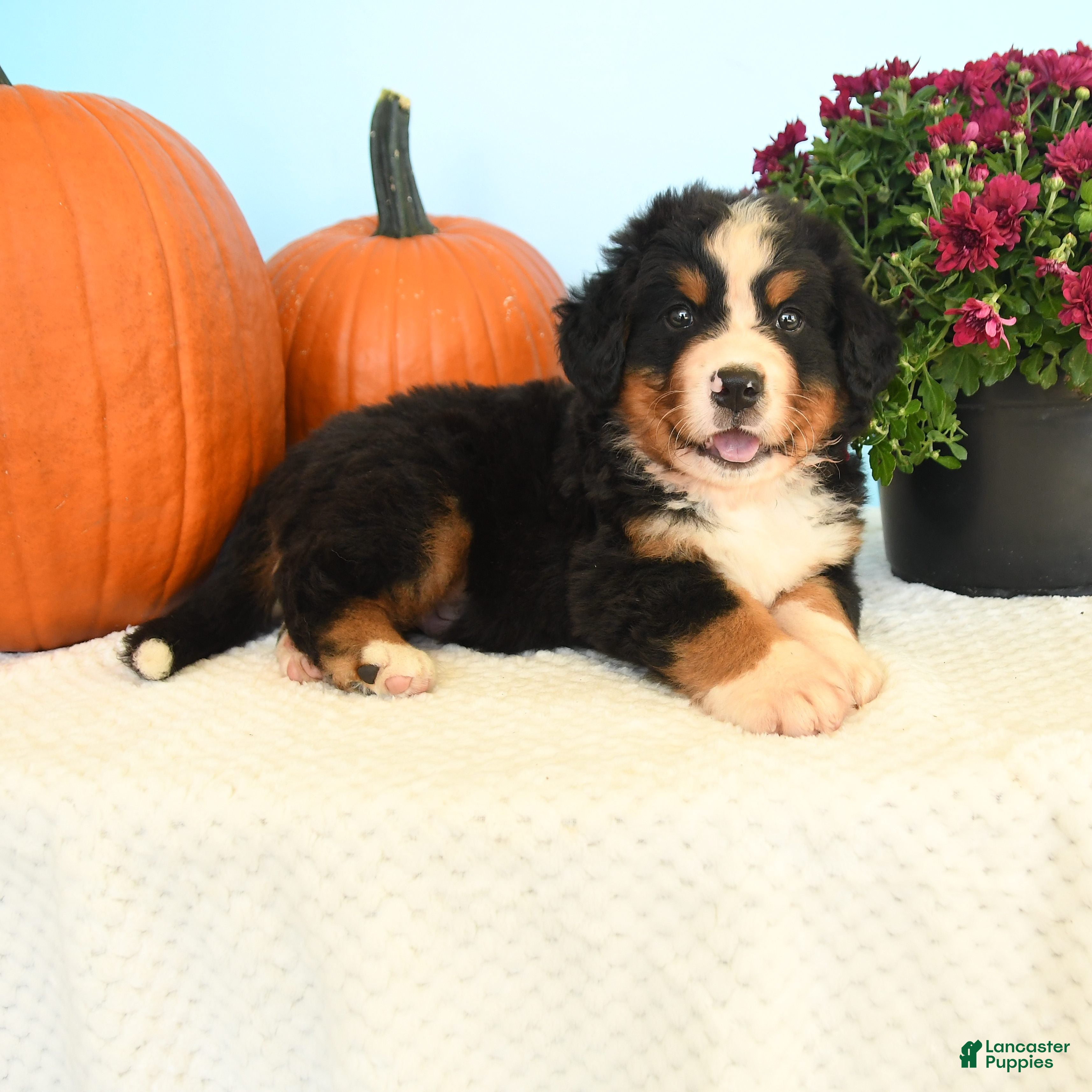 Bernese Mountain Dog dogs Clint - Ad 1