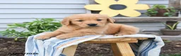 Golden Retriever dogs for sale: Scotty - Ad 3
