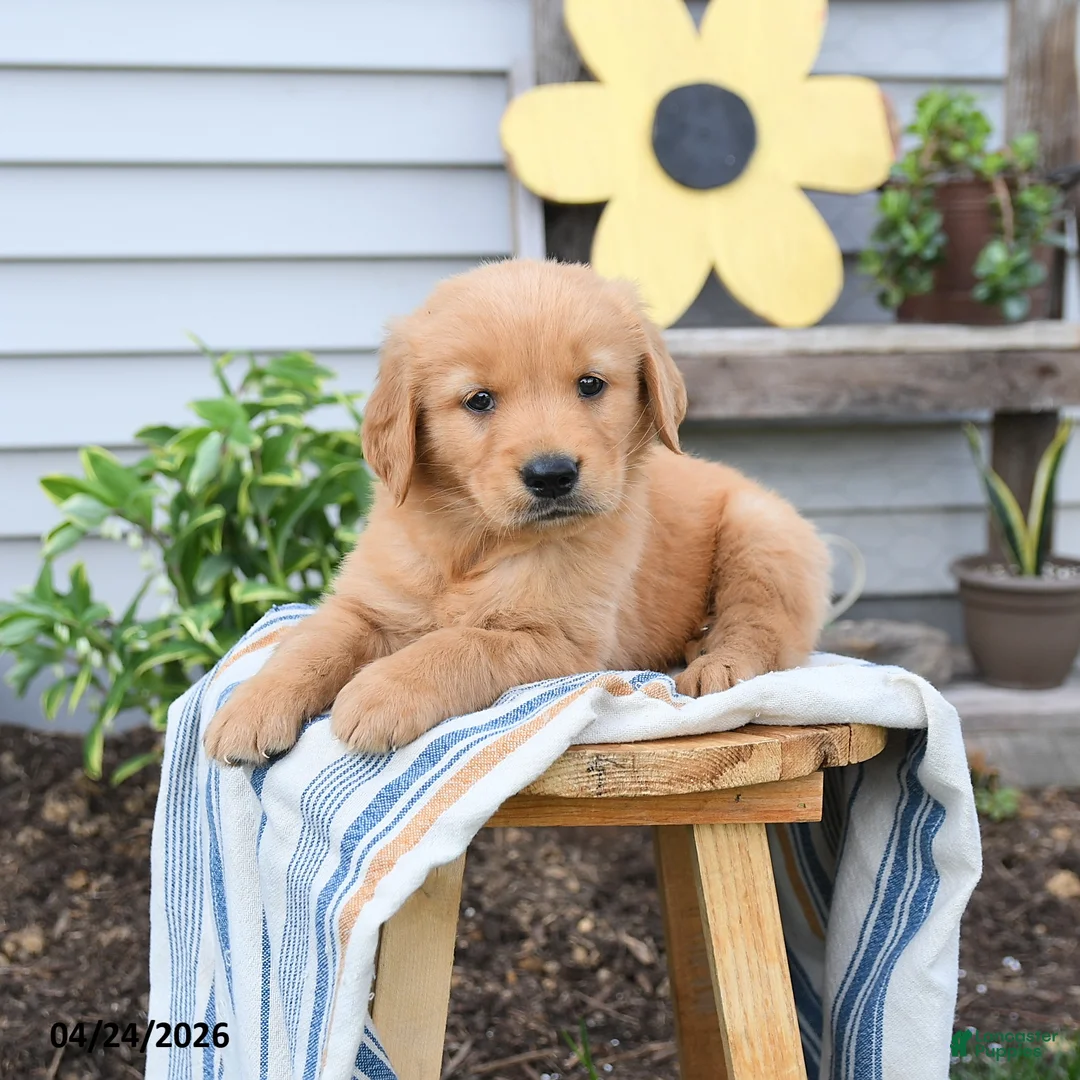 Golden Retriever dogs for sale: Scotty - Ad 3