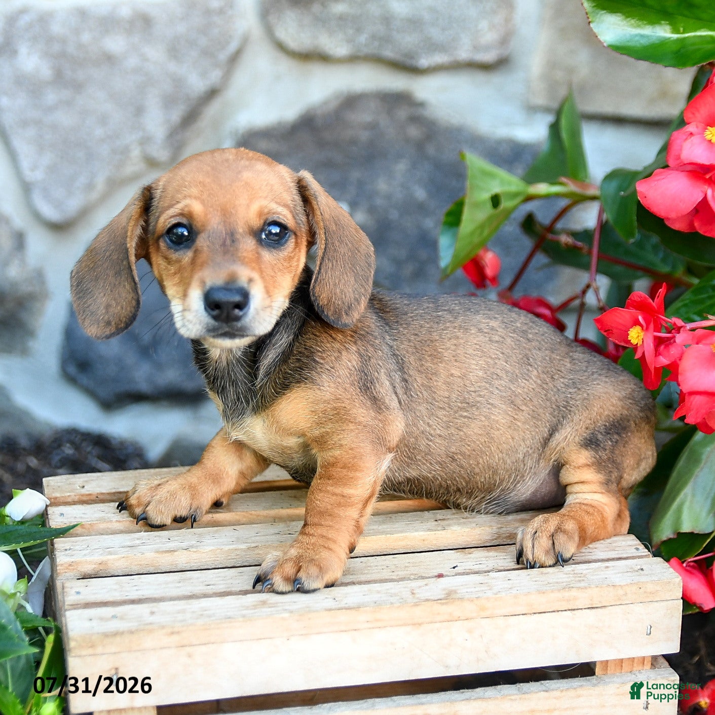 Miniature Dachshund dogs Laurie - Ad 1
