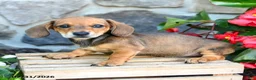 Miniature Dachshund dogs for sale: Laurie - Ad 1
