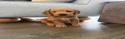 Goldendoodle dogs for sale: Waffle - Ad 27