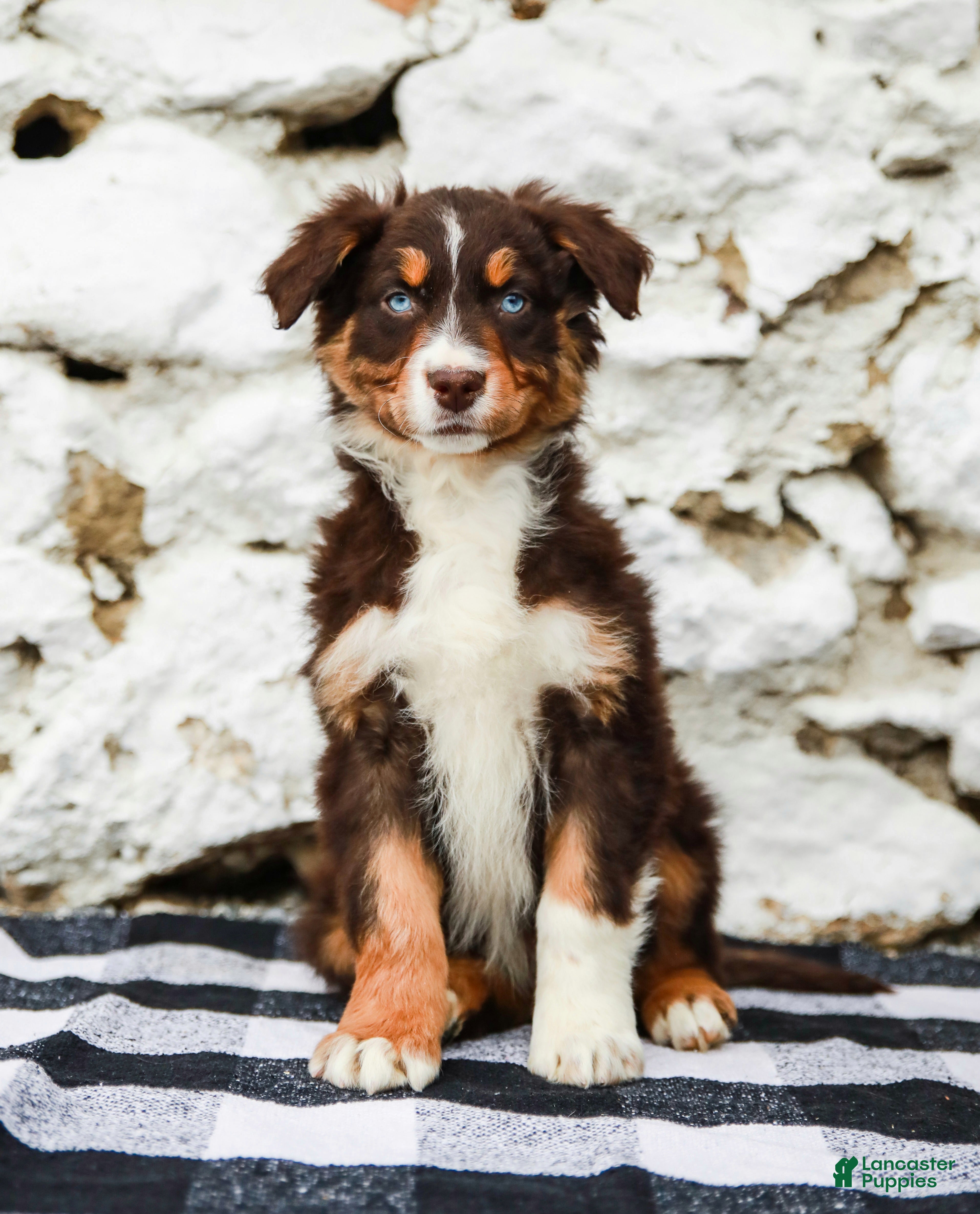Australian Shepherd dogs Carter - Ad 2