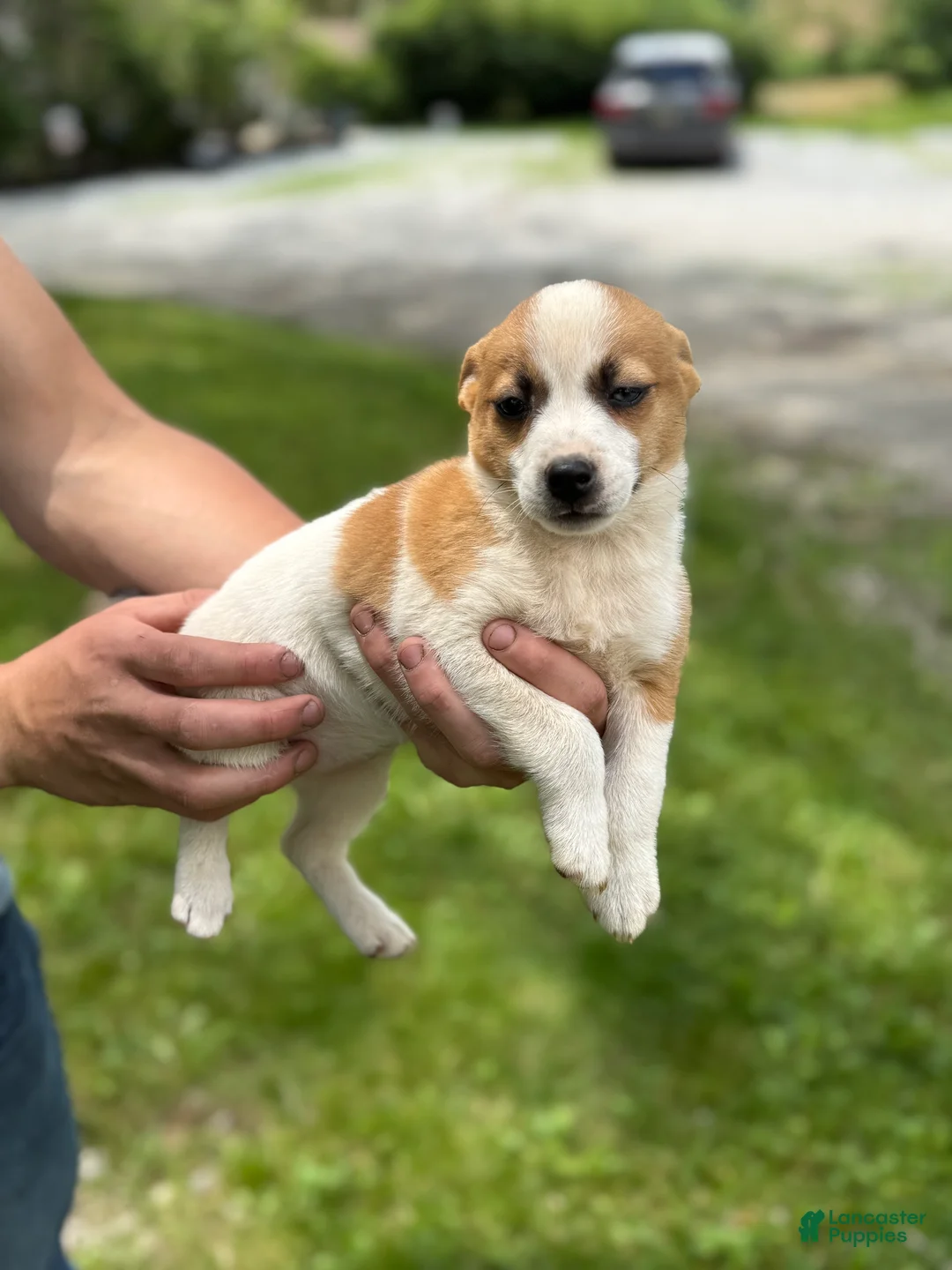 Mixed Breed dogs for sale: Summer - Ad 2