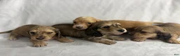 Miniature Dachshund dogs for sale: Miniature Dachshund 1 - Ad 2