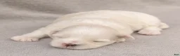 Maltese dogs for sale: Leo Maltese  - Ad 3