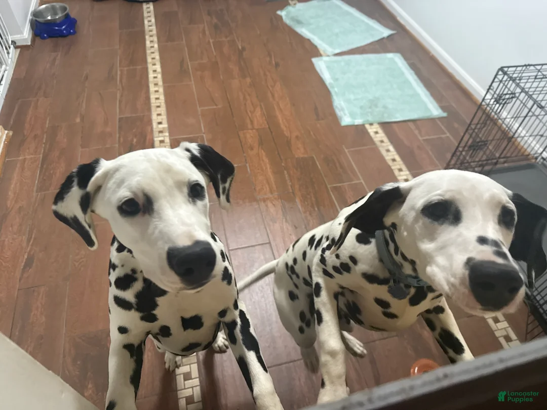 Dalmatian dogs for sale: Dalmatian Puppy 2 - Ad 5