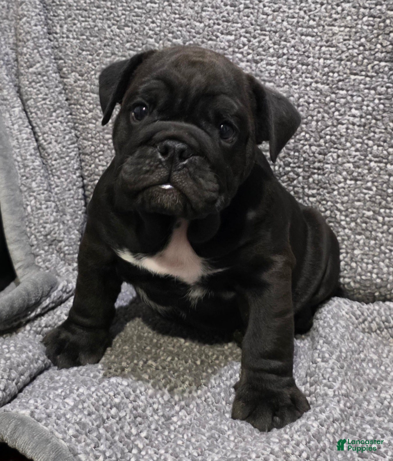 English Bulldog dogs Leroy - Ad 1