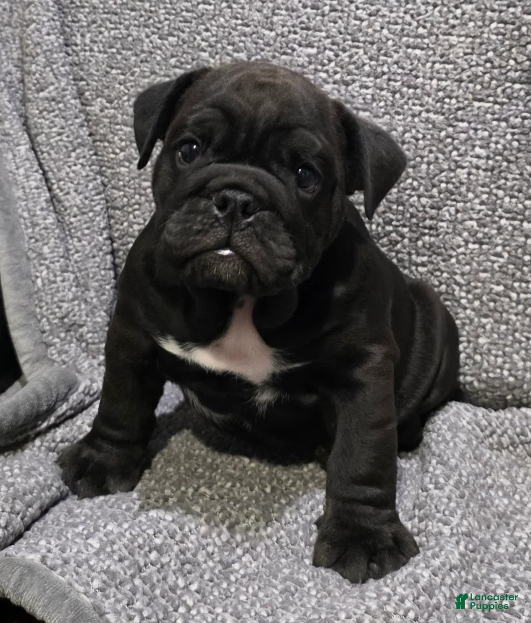 English Bulldog dogs for sale: Leroy - Ad 1
