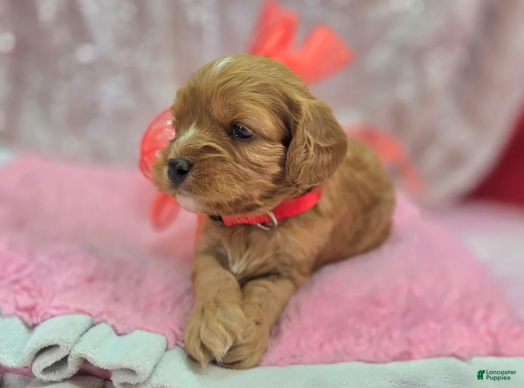Cavapoo dogs for sale: Everest - Ad 5