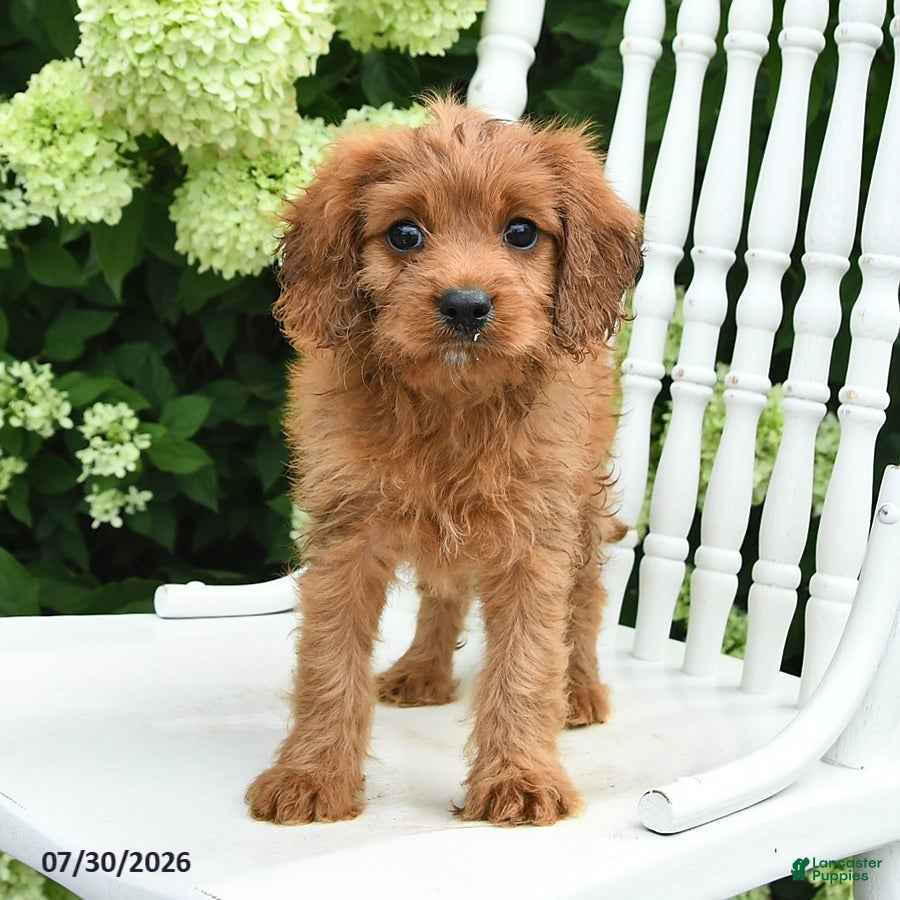 Cavapoo dogs Daffodil - Ad 2