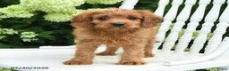 Cavapoo dogs for sale: Daffodil - Ad 2