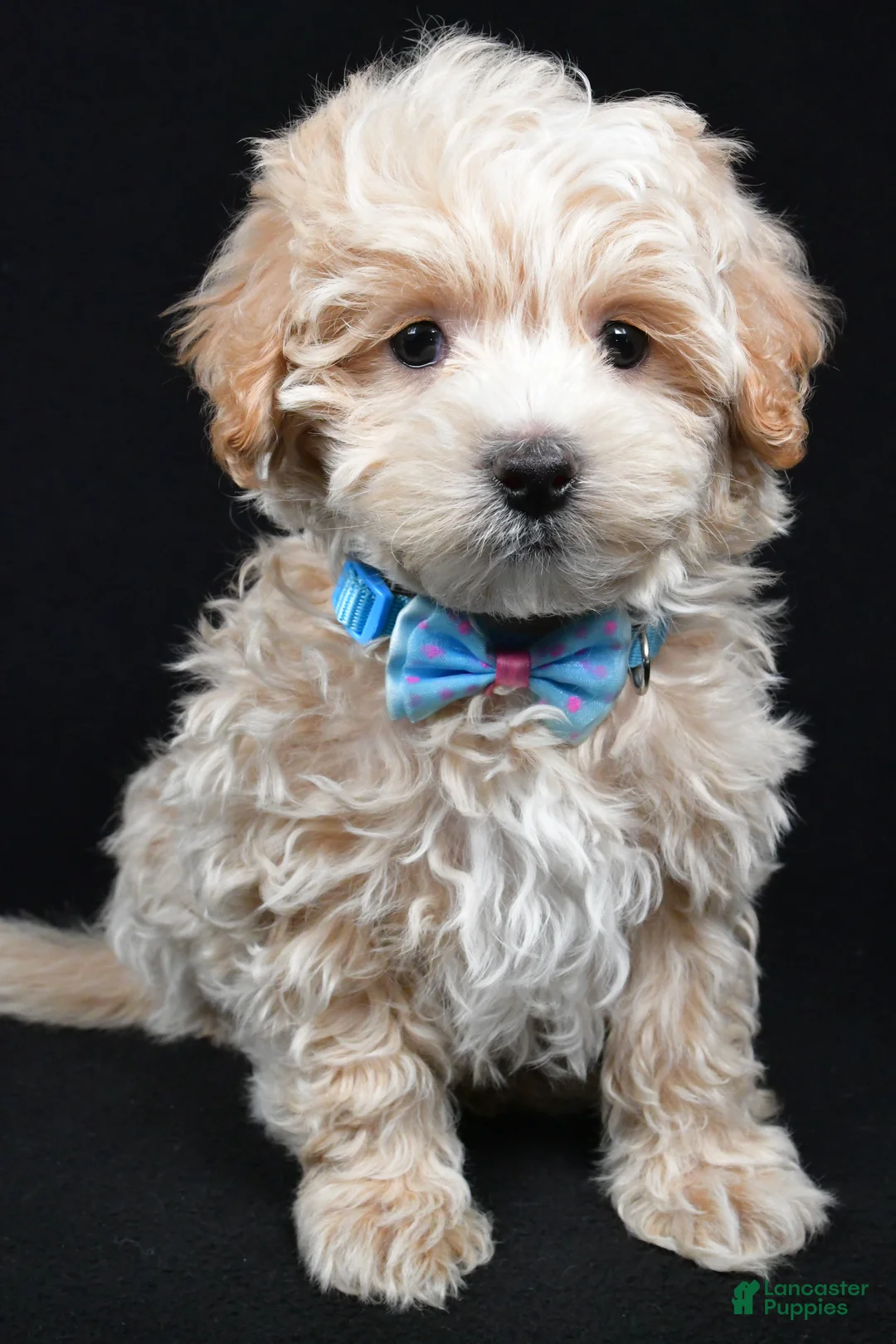 Maltipoo dogs for sale: Josh - Ad 5