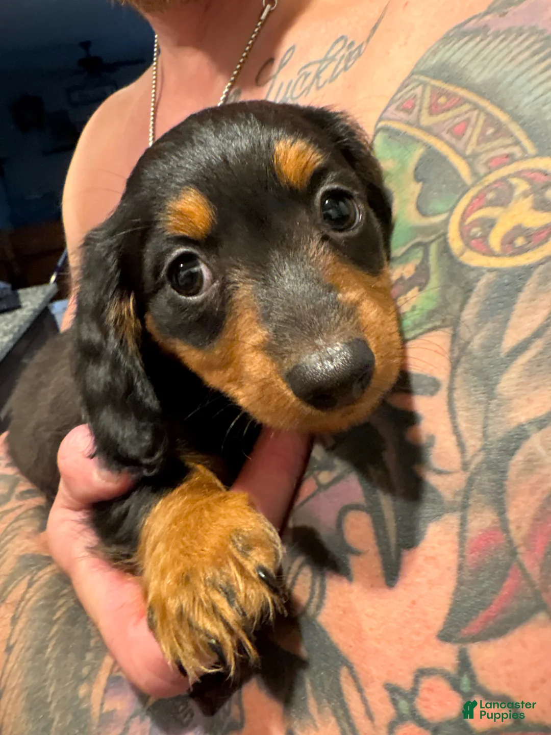 Miniature Dachshund dogs for sale: Miniature Dachshund Puppy 1 - Ad 2